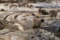 Swaledale ewes on frozen moorland