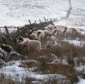 Swaledale ewes shelter by a wall