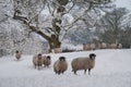 Swaledale Ewes in Snow