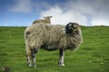 Swaledale Sheep Royalty Free Stock Photo