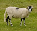 Swaledale Sheep grazing in Yorkshire Dales UK Royalty Free Stock Photo