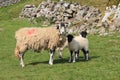 Swaledale Sheep With Lambs, Muker