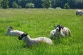 Swaledale Sheep in Meadows near River Wharfe at Bolton Bridge, Wharfedale, Yorkshire Dales, England, UK Royalty Free Stock Photo