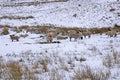 Swaledale Sheep