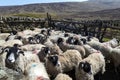 Swaledale sheep - Yorkshire Dales - England