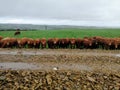 Swalesmoor Cows steering you