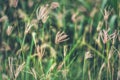 Swallen Fingergrass Chloris barbata SW. in garden, Bangkok with bokeh background Royalty Free Stock Photo