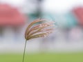 Swallen fingergrass closeup Royalty Free Stock Photo