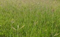 Swallen Fingergrass , Finger Grass ,Grass flower Royalty Free Stock Photo