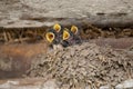 Swallow babies Royalty Free Stock Photo