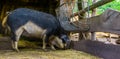 Swallow bellied mangalitsa pig eating hay in the shed, domesticated cross breed from hungary Royalty Free Stock Photo