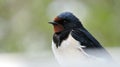 Swallow bird Royalty Free Stock Photo