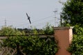 Swallow (bird) in flight over blue sky Royalty Free Stock Photo