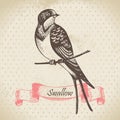 Swallow bird, hand drawn illustration Royalty Free Stock Photo