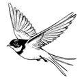 Swallow bird hand drawn sketch .Vector illustration Royalty Free Stock Photo