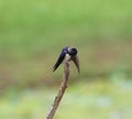 Swallow bird itching on a bark Royalty Free Stock Photo