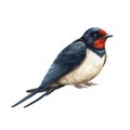 Swallow bird realistic image. Watercolor illustration. Hand drawn barn swallow on white background. Small common bird