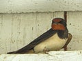 Swallow bird - songbird with a forked tail and long pointed wings Royalty Free Stock Photo