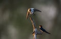 Wire-tailed swallow Hirundo smithii Royalty Free Stock Photo