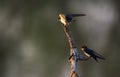 Wire-tailed swallow Hirundo smithii Royalty Free Stock Photo