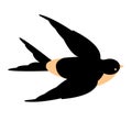 Swallow bird vector illustration style Flat Royalty Free Stock Photo