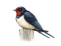 Swallow bird watercolor illustration. Hand drawn barn swallow on a stump. Small common bird realistic image. Wildlife Royalty Free Stock Photo