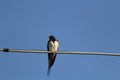Swallow bird on a wire Royalty Free Stock Photo