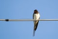 Swallow bird on a wire Royalty Free Stock Photo