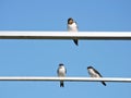 Swallow birds