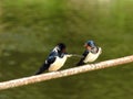 Swallow birds on metallic rail, Lithuania