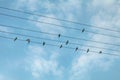 Swallow birds on power lines