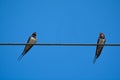 Swallow birds on wire.