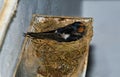 Swallow brooding on rain gutter nest