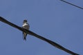 Swallow, brown-chested martin, progne tapera, perched on a electrical wire Royalty Free Stock Photo