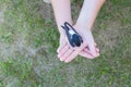 Little swallow chick sitting in hands, top view Royalty Free Stock Photo