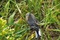 Swallow chick Royalty Free Stock Photo