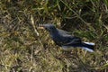 Swallow chick Royalty Free Stock Photo