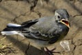 Swallow chick Royalty Free Stock Photo