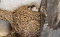 Swallow chicks lifting their heads above edge of nest Royalty Free Stock Photo