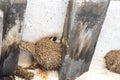 Swallow chicks lifting their heads above edge of nest Royalty Free Stock Photo