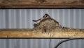 Swallow chicks in nest in barn. Hirundo rustica. Royalty Free Stock Photo
