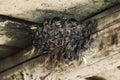 Swallow chicks in the nest close up Royalty Free Stock Photo