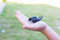 Swallow with closed eyes in a hand Royalty Free Stock Photo