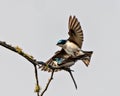 Swallow Photo and Image. Couple in courtship season and enticing her back displaying spread wings. Mating season. Royalty Free Stock Photo