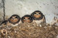 Swallow cubs in the nest. Little four swallows sit in the nest and look