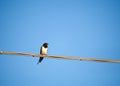 Swallow - European summer visitor bird - Hirundo r Royalty Free Stock Photo