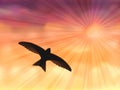 Swallow in the evening sky Royalty Free Stock Photo