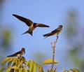 Swallow family learning lessons