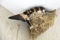 Swallow feeding babies in nest Royalty Free Stock Photo