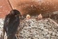 Swallow feeding babies in their mud nest. Royalty Free Stock Photo